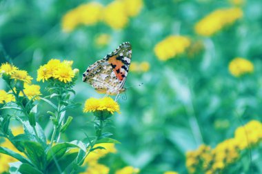 çiçekler üzerinde Kelebek