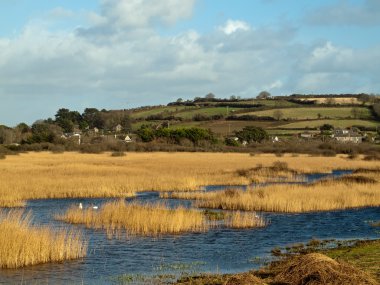 marazion cornwall yakınındaki bataklık