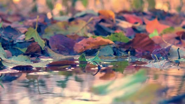 五彩缤纷的栗子 山毛榉 枫树和橡木叶在水坑中的细部 低角度 — 图库视频影像