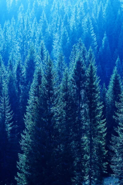 Hátul Megvilágított Lucfenyő Tetők Egy Erdős Lejtőn Alpesi Környezetben Természetvédelem — Stock Fotó