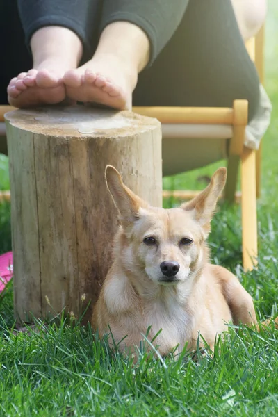 Cão Adorável Bonito Deitado Grama Lado Uma Mulher Sentada Cadeira — Fotografia de Stock