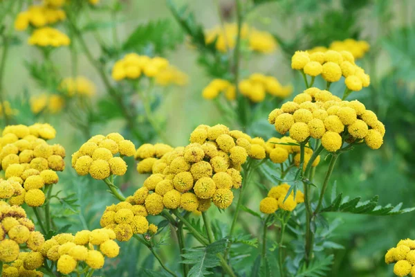 Żółte Pospolite Kwiaty Zielonej Łące Letniej Tanacetum Vulgare Gorzki Guzik — Zdjęcie stockowe