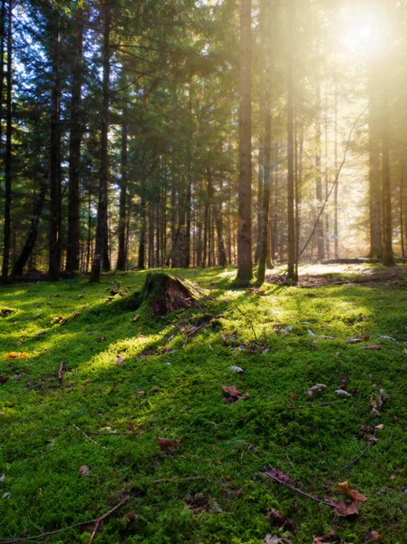 Moosbewachsenes Unterholz Einem Zauberhaften Nadelwald Herbst Sonne Scheint Durch Bäume — Stockfoto