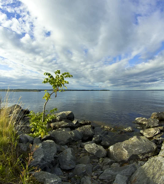 Nuori koivu kasvaa järven rannalla — kuvapankkivalokuva