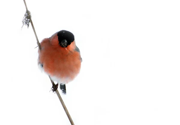 Bullfinch sitting on a straw — Stock Photo, Image