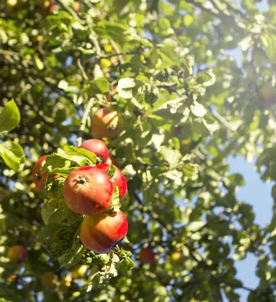 Ramo de macieira — Fotografia de Stock