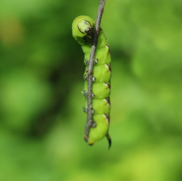 Gąsienica wiesiołkowiec wiszące z kija — Zdjęcie stockowe