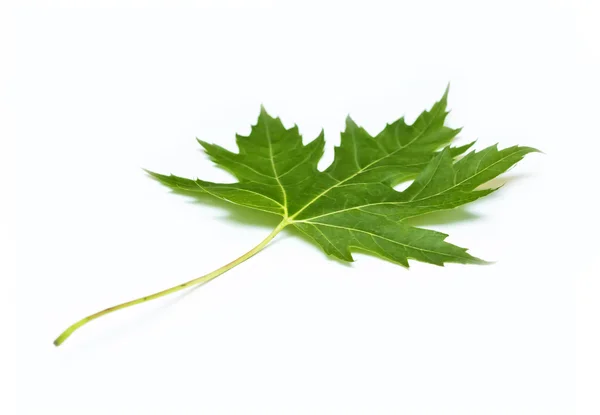 Одиночный кленовый лист — стоковое фото