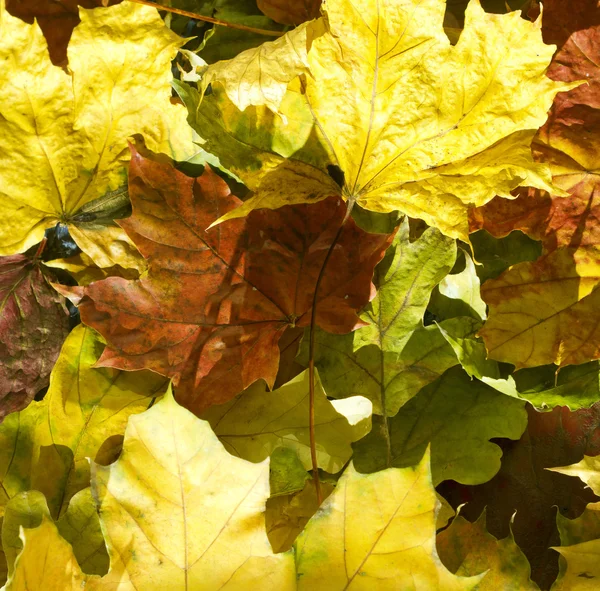 Maple leafs on the ground — Stockfoto