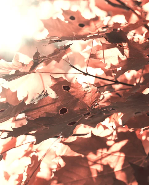 Folhas de bordo vermelhas — Fotografia de Stock