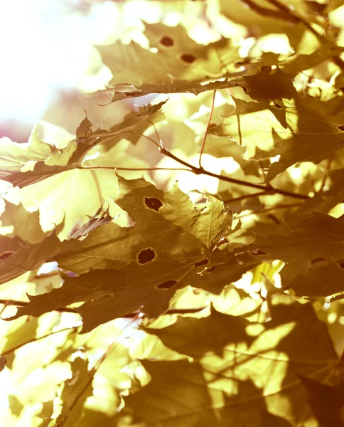 Žlutá maple leafs — Stock fotografie