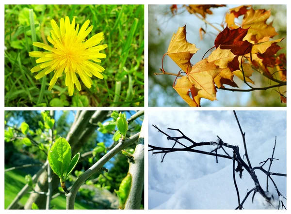 Kolekce čtyř ročních období — Stock fotografie