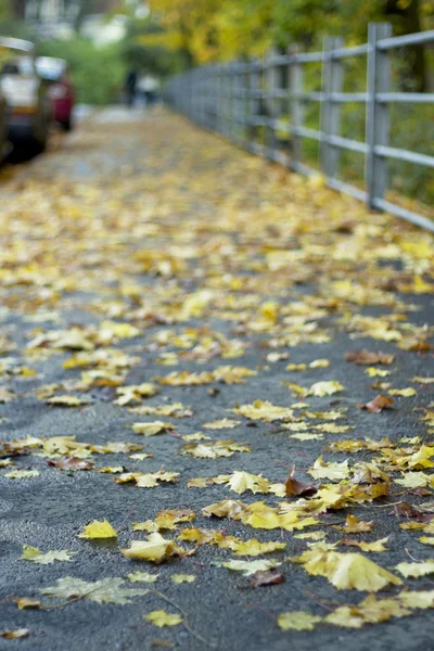 Strada autunnale — Foto Stock