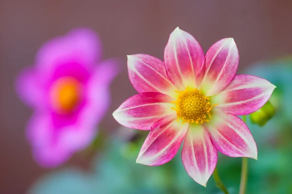 Rosa Blume Stockbild