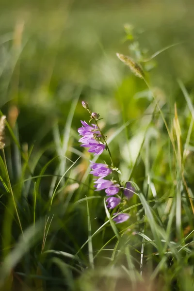 Rosa blomklocka — Stockfoto