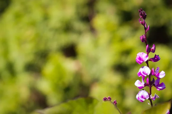 Yeşil pembe çiçekler — Stok fotoğraf