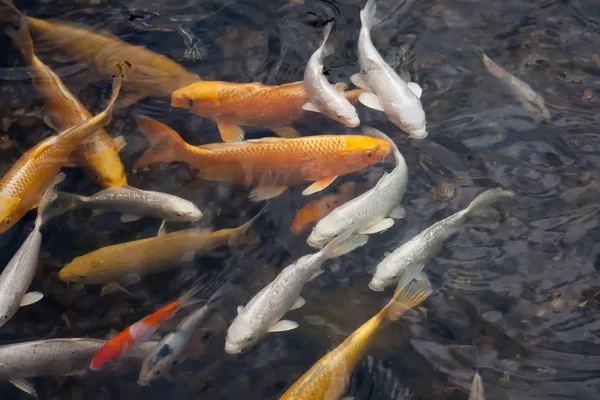 Koi balığı.