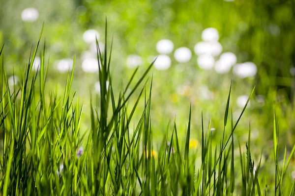 春の草の背景 — ストック写真