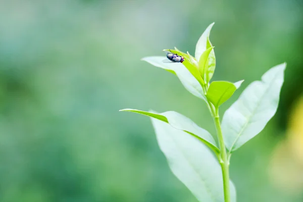 Fliege auf einem Blatt — Stockfoto