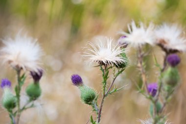 Thistle çiçek grubu
