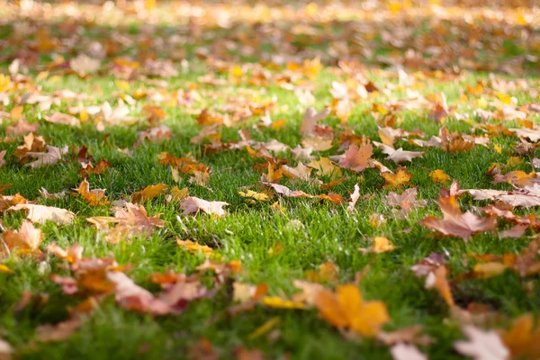 Many fallen leaves on grass — Stock Photo, Image