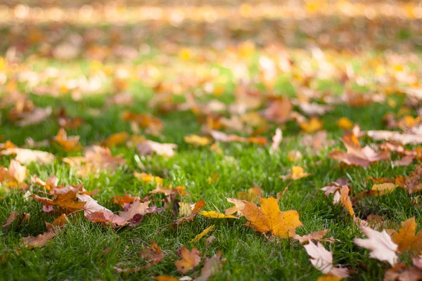 Many fallen leaves on grass background — Stock Photo, Image