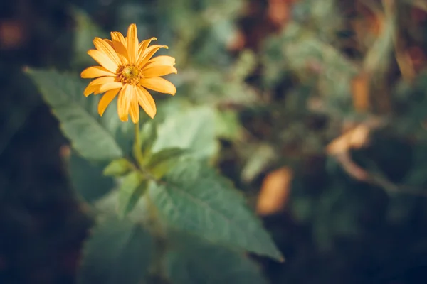 Gele bloem — Stockfoto