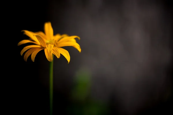 Flor amarilla — Foto de Stock