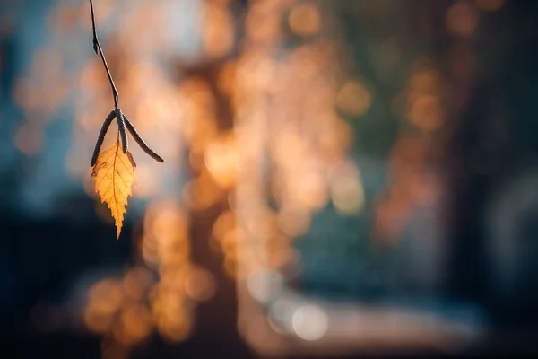 Yellow leaves of birch — Stock Photo, Image