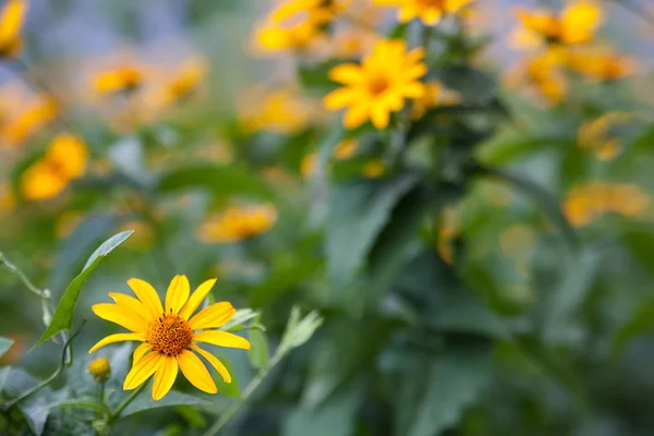 Muchas flores amarillas — Foto de Stock