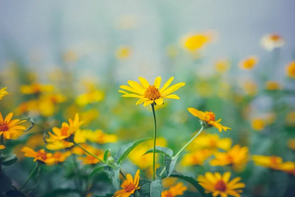 Muitas flores amarelas — Fotografia de Stock