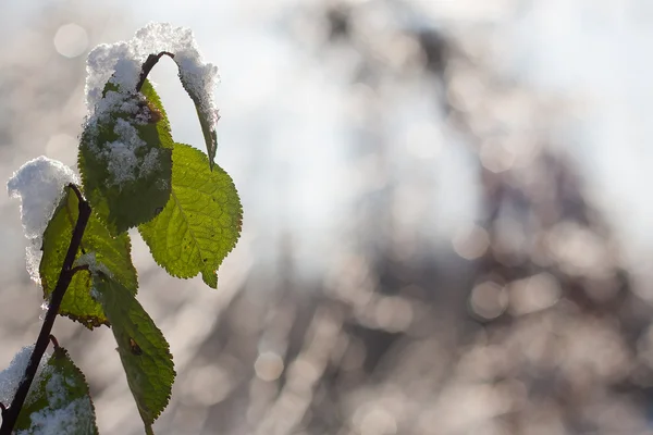 Green leaves in the snow — Stock Photo, Image