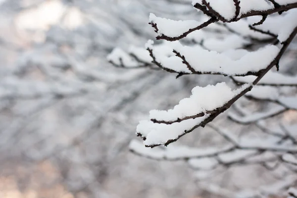 Frosty tree branch in winter — Stock Photo, Image