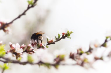 Bumblebee bahar çiçek kiraz üzerinde