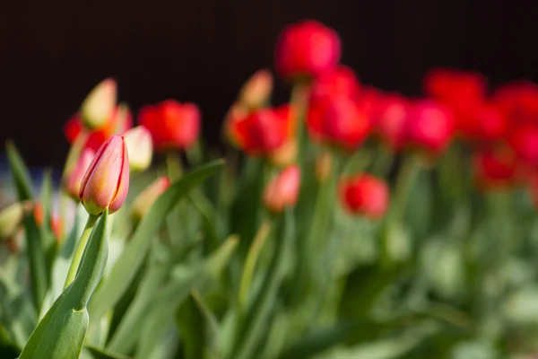 Individual unopened red tulip — Stock Photo, Image