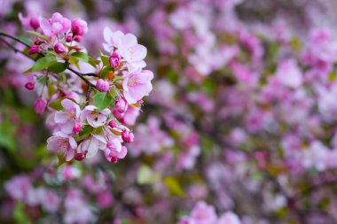 elma ağaçlarının çiçek