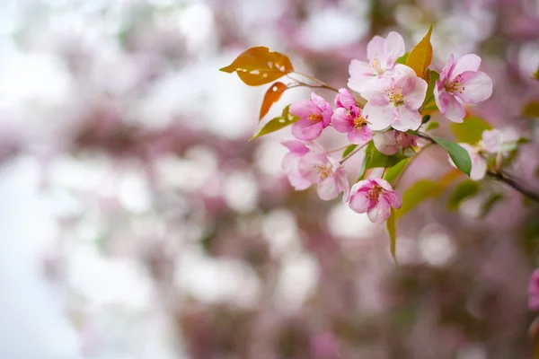 Blossom of apple trees — Stock Photo, Image