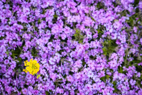 Yellow star flower and blur background — Stock Photo, Image