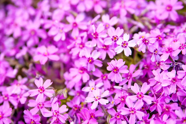 Beautiful pink flowers background — Stock Photo, Image