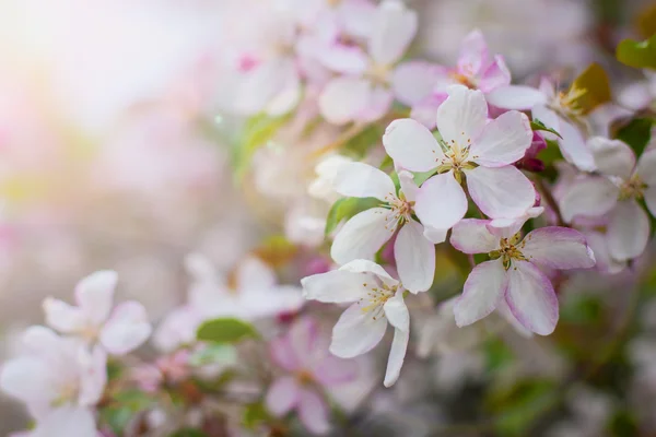 Blossom of apple trees — Stock Photo, Image