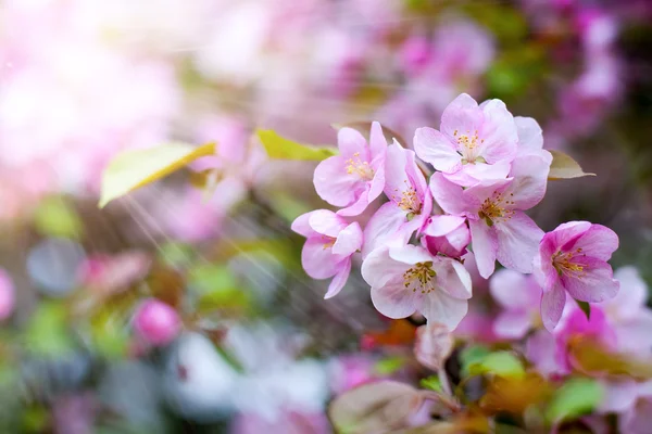 Blossom of apple trees — Stock Photo, Image