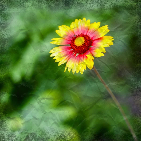 Amarelo whith flor vermelha — Fotografia de Stock