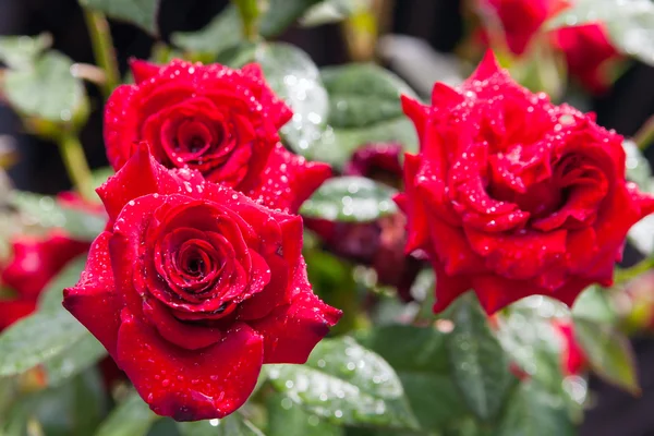 Červené růže v zahradě po dešti — Stock fotografie