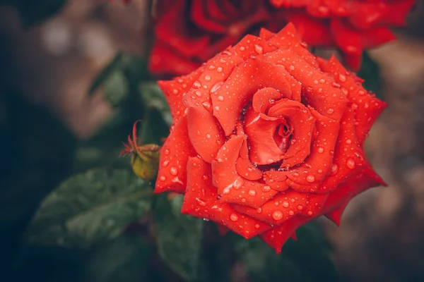 Schöne Rosenknospe nach Regen — Stockfoto