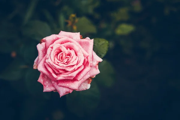 Schöne Rosenknospe nach Regen — Stockfoto