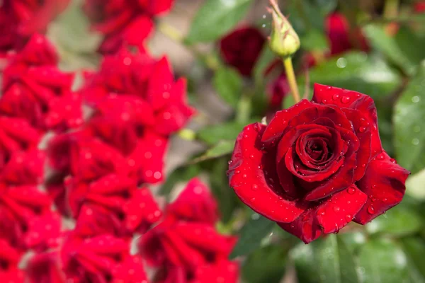 Rote Rosen im Garten nach Regen — Stockfoto