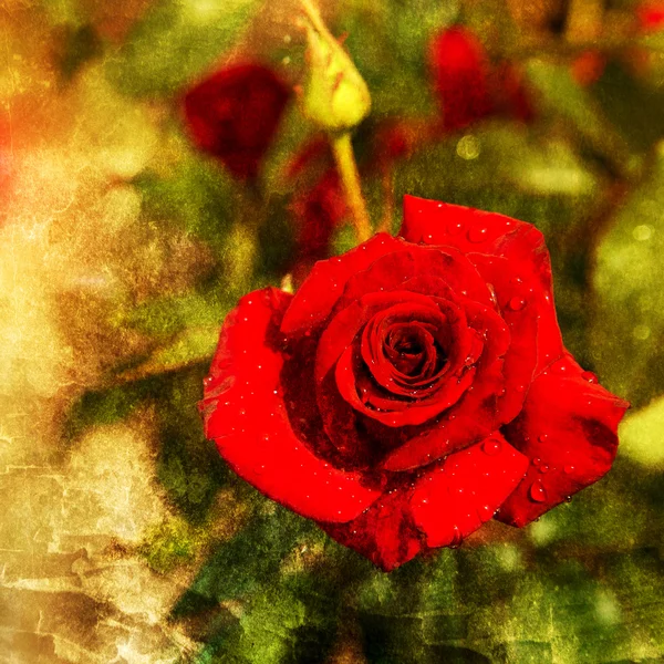 Red roses in garden after rain — Stock Photo, Image