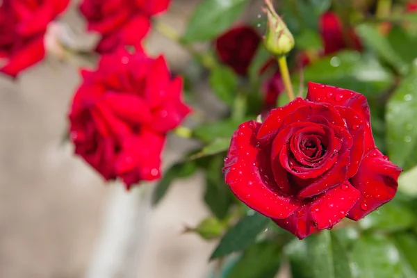 Czerwone róże w ogrodzie po deszczu — Zdjęcie stockowe