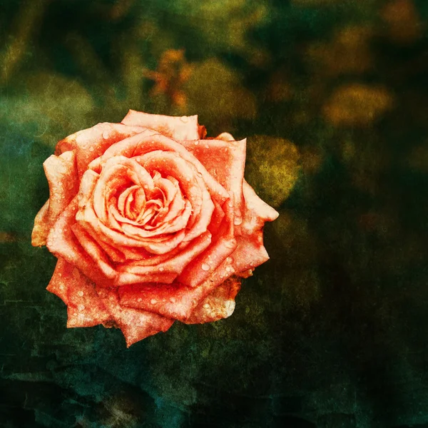 Beautiful rose bud after rain — Stock Photo, Image