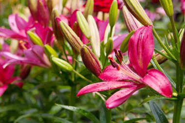 güzel pembe lily yakın çekim